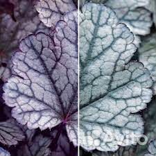 Гейхера гибридная Neptun (Нептун)