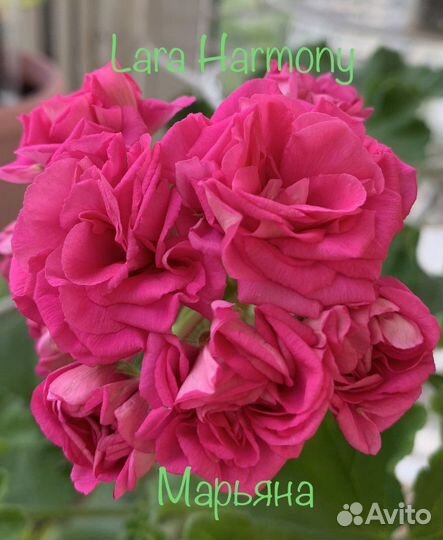 Пеларгония