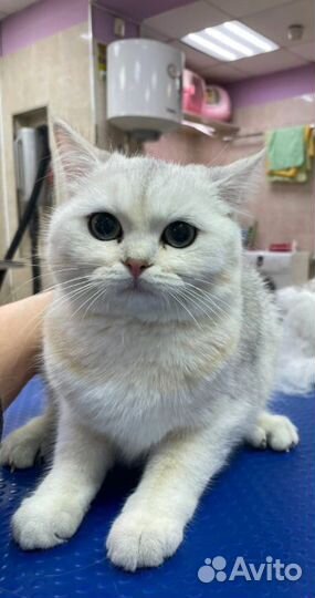 Груминг-салон Чара для кошек и собак на Королева