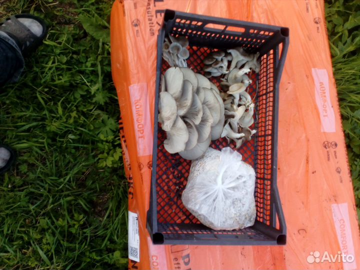 Мицелии грибов вешенка