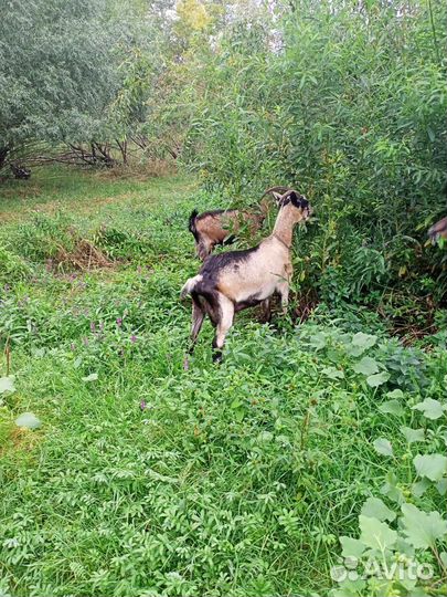 Козы дойные