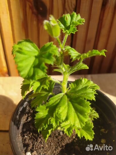 Распродаю разные цветы как на фото