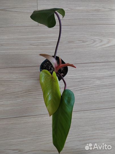 Филодендрон краснеющий