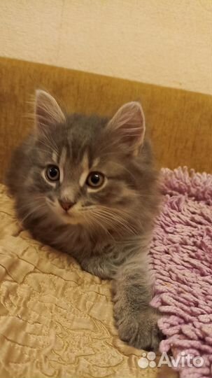 Котята две девочки