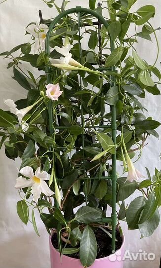 Дипладения (Мандевилла) белая, малиновая, розовая