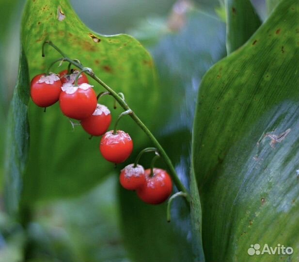 Морозостойкий ландыш, декоративные цветы