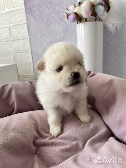 Щенки шпица