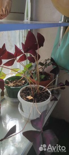 Кислица, оксалис, фиолетовый