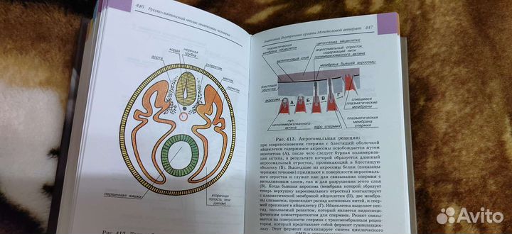 Атлас. Анатомия человека