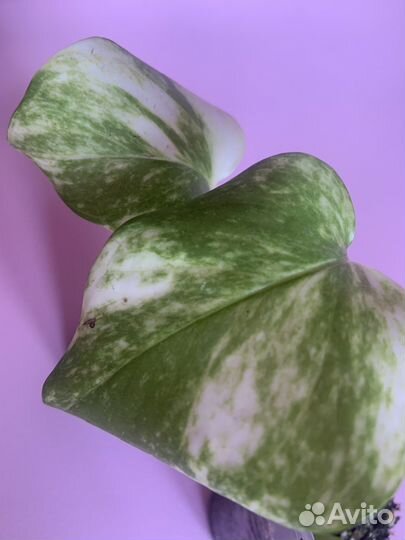 Эпипремнум вариегатный