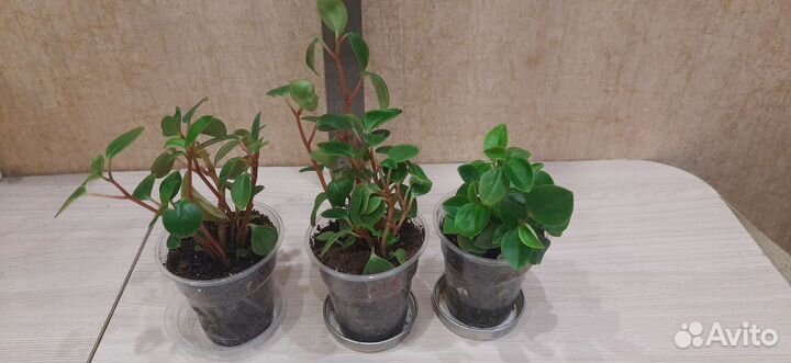 Пеперомия круглолистная