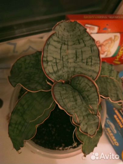 Сансевиерия кирки сильвер блю