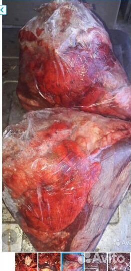 Корм для животных