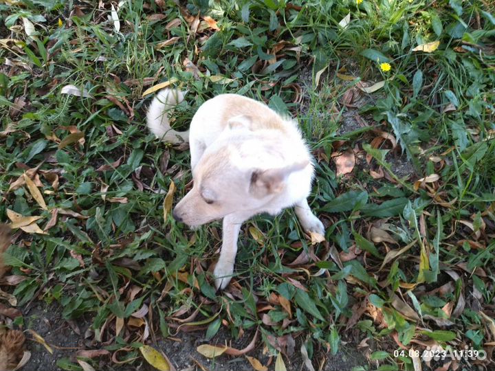 Миниатюрная собачка ищет дом