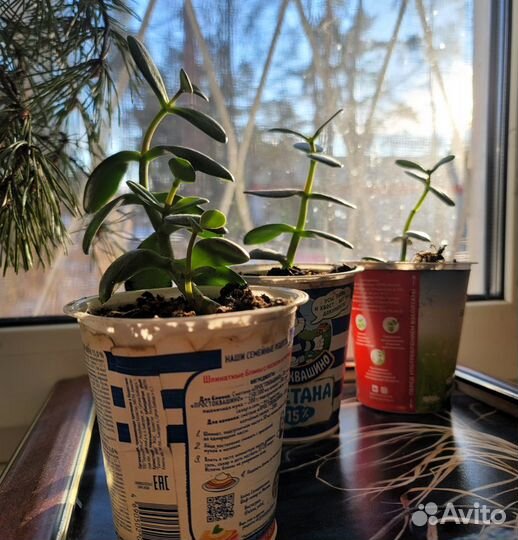 Комнатные растения