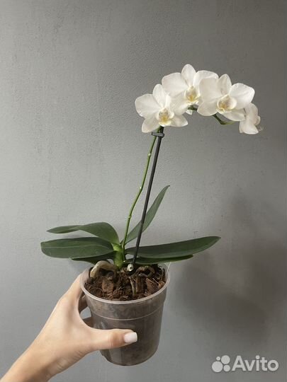 Орхидея фаленопсис мини