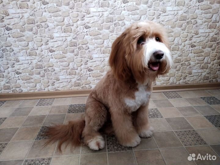 Грумер, груминг, стрижка собак в Лосинке