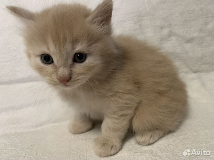 Курильский бобтейл