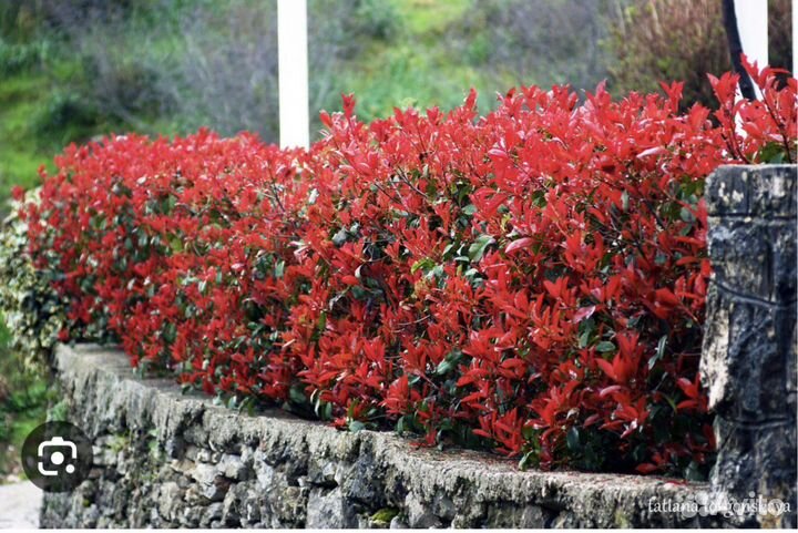 Фотиния карре руж