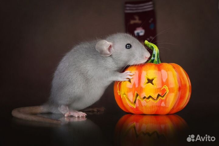 Декоративная крыса дамбо, крысята из питомника