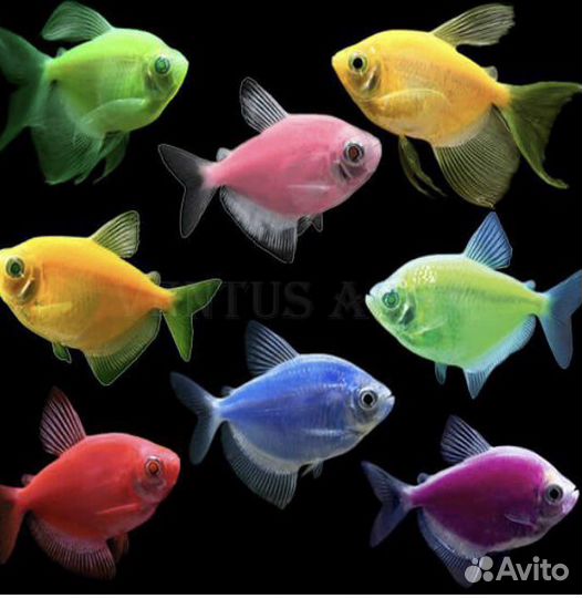 Рыба тернеция