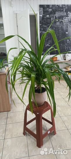 Большой цветок