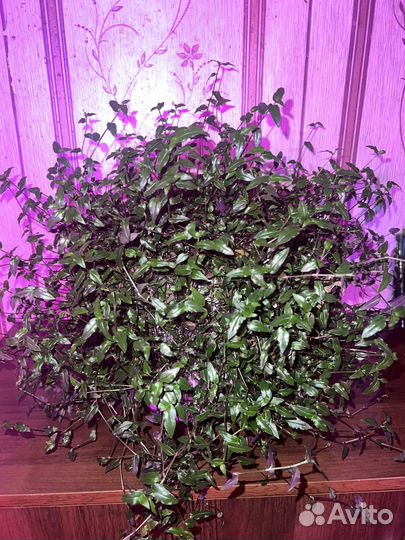 Традесканция