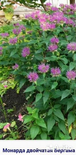Монарда, Душица