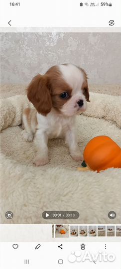 Кавалер кинг чарльз Спаниель