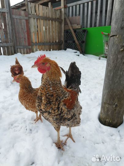 Молодые петушки