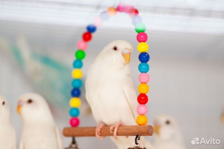 Волнистый попугай белые птенцы