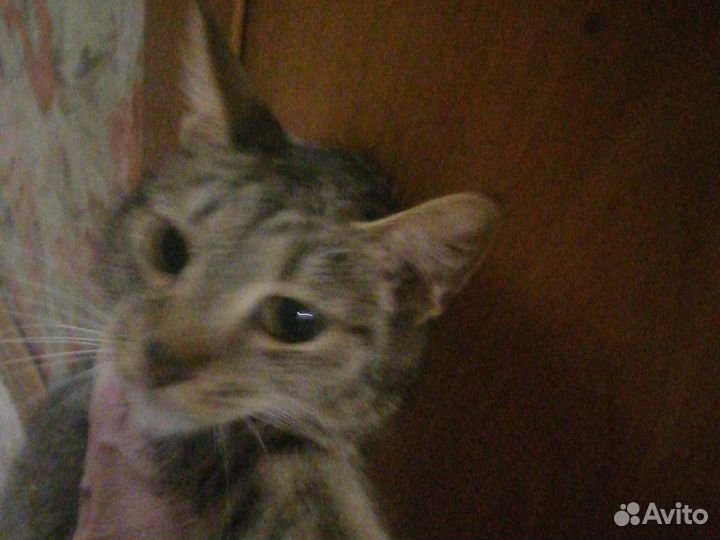 Кошка