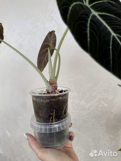 Алоказия блэк вельвет