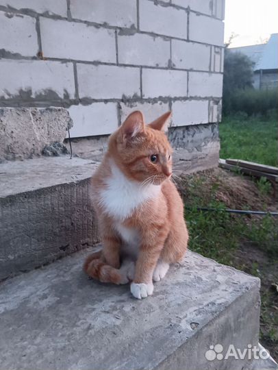 Котёнок в добрые руки