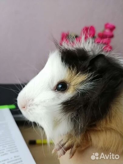 Морские свинки