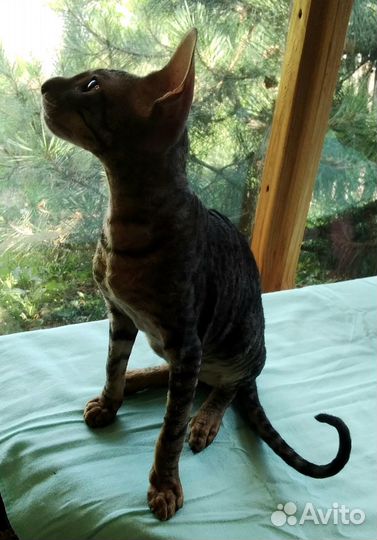 Корниш-рекс