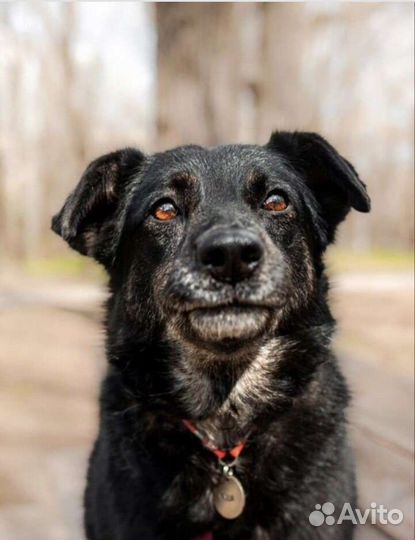 Муша ищет самых лучших хозяев