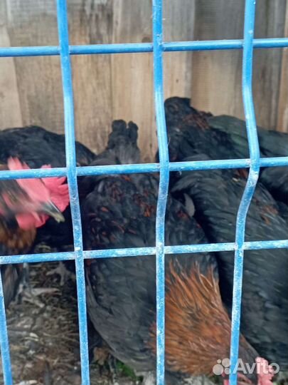 Петухи маран чёрно-медный