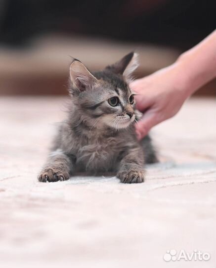 Котенок мальчик 2.5 мес