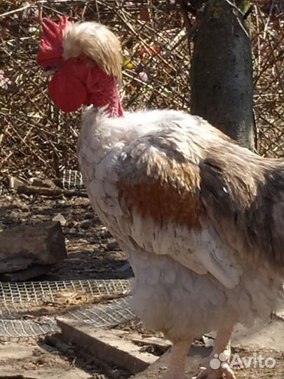 Молодые петухи