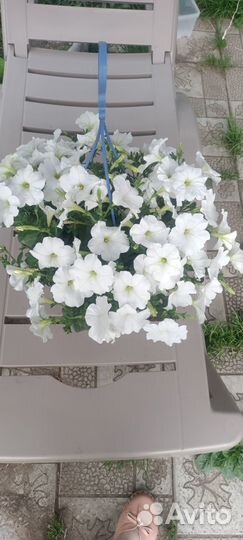 Семена петунии