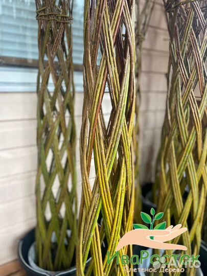 Плетеное дерево. Русская Пальма