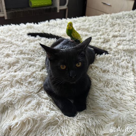 Котенок