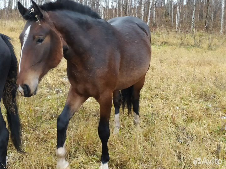 Лошадь кобыла