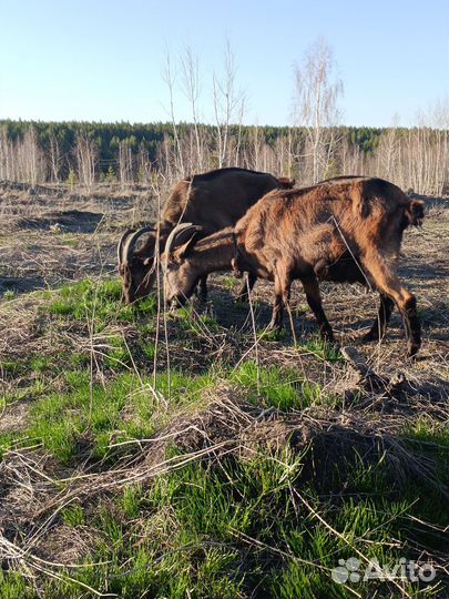 Продам стадо коз, возможен торг