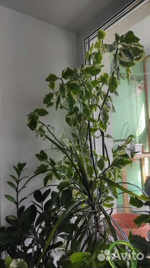 Педилантус