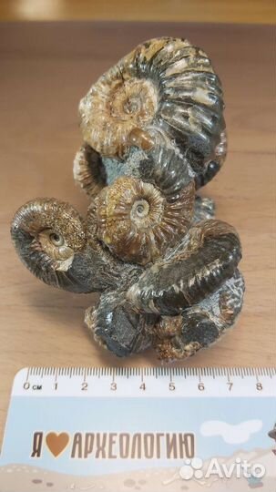 Красивое скопление аммонитов