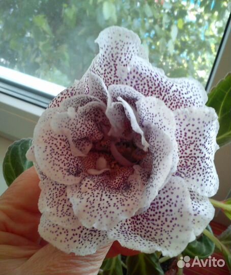 Листья глоксинии махровой, тигровой