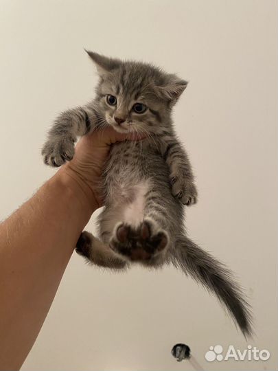 Домашние животные котята