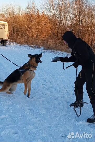 Кинолог, Дрессировка собак